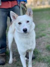 LOUISA, Hund, Mischlingshund in Ukraine - Bild 1