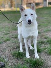 LOUISA, Hund, Mischlingshund in Ukraine - Bild 2