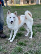 LOUISA, Hund, Mischlingshund in Ukraine - Bild 5
