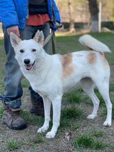 LOUISA, Hund, Mischlingshund in Ukraine - Bild 6