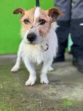 TOBY, Hund, Jack Russell Terrier in Spanien - Bild 1
