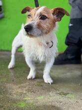 TOBY, Hund, Jack Russell Terrier in Spanien - Bild 2