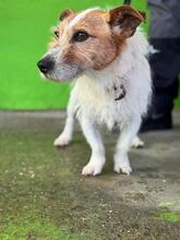 TOBY, Hund, Jack Russell Terrier in Spanien - Bild 4
