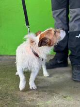 TOBY, Hund, Jack Russell Terrier in Spanien - Bild 5