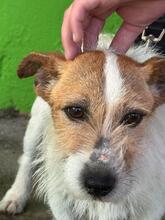 TOBY, Hund, Jack Russell Terrier in Spanien - Bild 6