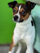 COKO, Hund, Bodeguero Andaluz-Mix in Spanien - Bild 1