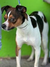COKO, Hund, Bodeguero Andaluz-Mix in Spanien - Bild 2