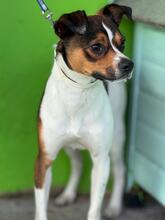COKO, Hund, Bodeguero Andaluz-Mix in Spanien - Bild 3