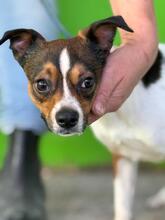 COKO, Hund, Bodeguero Andaluz-Mix in Spanien - Bild 4