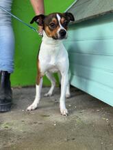 COKO, Hund, Bodeguero Andaluz-Mix in Spanien - Bild 5