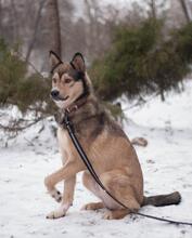 MAX, Hund, Mischlingshund in Ukraine - Bild 1