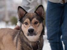MAX, Hund, Mischlingshund in Ukraine - Bild 2