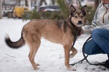 MAX, Hund, Mischlingshund in Ukraine - Bild 3