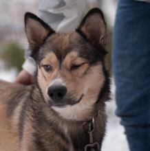 MAX, Hund, Mischlingshund in Ukraine - Bild 5