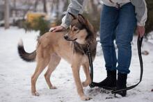 MAX, Hund, Mischlingshund in Ukraine - Bild 6