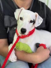 BANDIT, Hund, Deutscher Schäferhund in Spanien - Bild 1