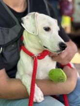 BANDIT, Hund, Deutscher Schäferhund in Spanien - Bild 2