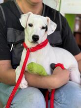 BANDIT, Hund, Deutscher Schäferhund in Spanien - Bild 3