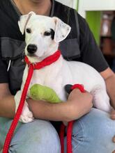 BANDIT, Hund, Deutscher Schäferhund in Spanien - Bild 4
