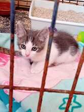 TARO, Katze, Hauskatze in Spanien - Bild 1