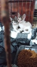 TARO, Katze, Hauskatze in Spanien - Bild 2