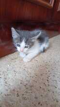 TARO, Katze, Hauskatze in Spanien - Bild 4
