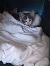 TARO, Katze, Hauskatze in Spanien - Bild 5