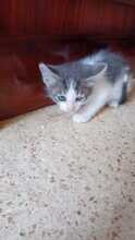 TARO, Katze, Hauskatze in Spanien - Bild 6