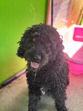 DUNGA, Hund, Wasserhund in Spanien - Bild 1