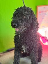 DUNGA, Hund, Wasserhund in Spanien - Bild 2