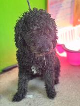 DUNGA, Hund, Wasserhund in Spanien - Bild 3