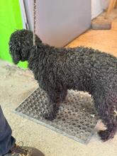 DUNGA, Hund, Wasserhund in Spanien - Bild 4