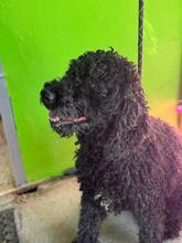 DUNGA, Hund, Wasserhund in Spanien - Bild 5
