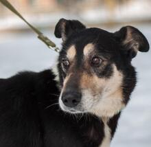 DORIAN, Hund, Mischlingshund in Ukraine - Bild 1