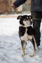 DORIAN, Hund, Mischlingshund in Ukraine - Bild 2