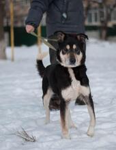 DORIAN, Hund, Mischlingshund in Ukraine - Bild 3