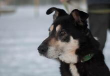 DORIAN, Hund, Mischlingshund in Ukraine - Bild 4
