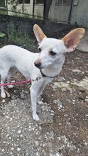 SMERLE, Hund, Mischlingshund in Bulgarien - Bild 1