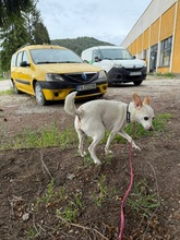 SMERLE, Hund, Mischlingshund in Bulgarien - Bild 2