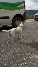 SMERLE, Hund, Mischlingshund in Bulgarien - Bild 3