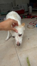 SMERLE, Hund, Mischlingshund in Bulgarien - Bild 4
