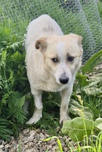 TOLKIN, Hund, Mischlingshund in Bulgarien - Bild 1