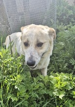 TOLKIN, Hund, Mischlingshund in Bulgarien - Bild 2