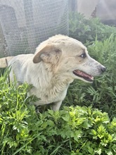 TOLKIN, Hund, Mischlingshund in Bulgarien - Bild 4