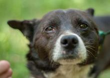 MALYSH, Hund, Mischlingshund in Ukraine