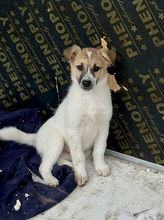 JETTE, Hund, Mischlingshund in Bulgarien - Bild 1