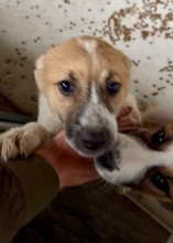 JETTE, Hund, Mischlingshund in Bulgarien - Bild 2