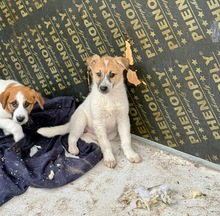JETTE, Hund, Mischlingshund in Bulgarien - Bild 3