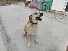 LILI, Hund, Mischlingshund in Geilenkirchen - Bild 1