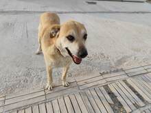 LILI, Hund, Mischlingshund in Geilenkirchen - Bild 2